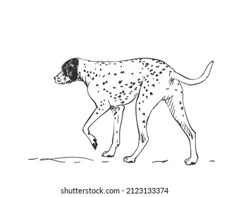 Dalmatian Dog Drawing. Walking Side View Sketch. Hand Drawn Pet Illustration Isolated Black And White