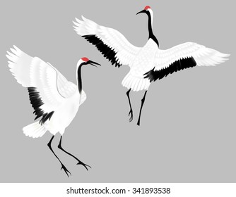 Dancing Pair Redcrowned Crane Open Wing Stock Illustration 341893538 ...