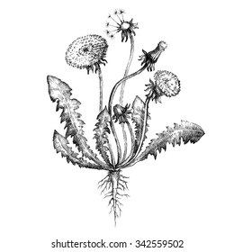 Botanical Illustration Dandelion Botanical Drawing