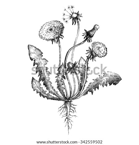 Dandelion Botanical Drawing Medicinal Plant Stock Illustration ...