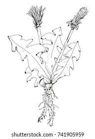 
Dandelion Drawing. Saw Toothed Leaves, Partly Open Flowers And Root Which Can Be Used For Tea And Coffee. Edible Weeds. Wild Vegetables. Isolated Pen Drawing.
