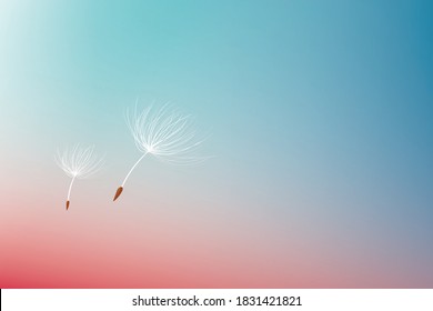 dandelion flower wallpaper with a colourful background. illustration. - Shutterstock ID 1831421821