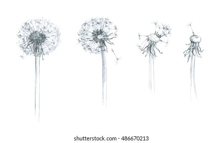 Dandelion - Wild Flower - Hand Pencil Drawing