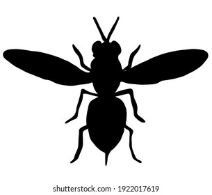 Dangerous and scary bee silhouette material