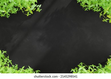 Dark background with four pots of green basil plants 3d render