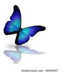 3,901 Isolated dark blue butterfly Images, Stock Photos & Vectors ...