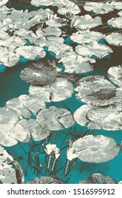 Dark Green And Grey Abstract View Of Lotus Flower And Lily Pad. 