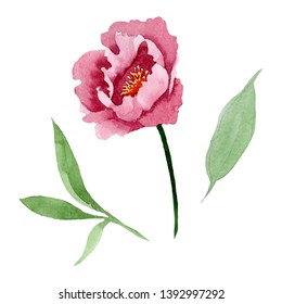 Dark red peony floral botanical flowers. Wild spring leaf wildflower isolated. Watercolor background illustration set. Watercolour drawing fashion aquarelle. Isolated peony illustration element.
