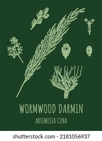 DARMIN Wormwood (Artemisia cina) illustration. Wormwood branch, leaves and wormwood flowers. Cosmetics and medical plant.