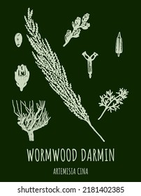 DARMIN Wormwood (Artemisia cina) illustration. Wormwood branch, leaves and wormwood flowers. Cosmetics and medical plant.