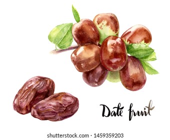 Date Fruit Watercolor Isolated On White Background