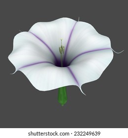 Datura Flower の画像 写真素材 ベクター画像 Shutterstock