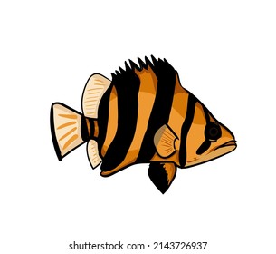 datz fish or tiger fish illustrator design logo