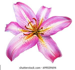 Day lily flower pink