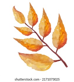 dead autumn dry tree leaves  botanical illustration watercolor