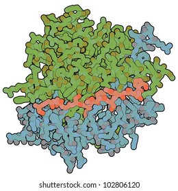 Deamidated Gliadin (gluten) Peptide Fragment, One Of The Principal Allergens Responsible For Celiac Disease. The Peptide Is Shown Bound Inside A MHC Class II Molecule