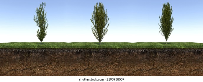 Deciduous Tree And Soil Cut Under It, 3d Render
