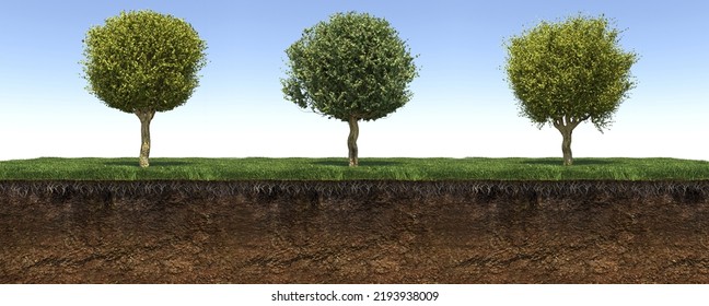 Deciduous Tree And Soil Cut Under It, 3d Render