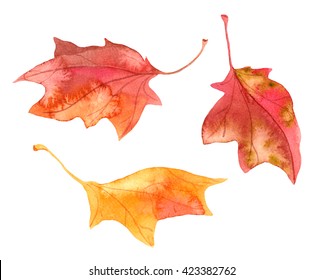 Decorative Autumn Maple Leaves. Watercolor