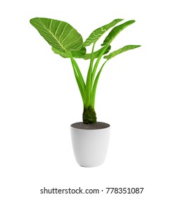 Decorative Banana Bird Of Paradise Plant Planted White Ceramic Pot Isolated On White Background. 3D Rendering, Illustration.