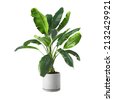 home plant isolated