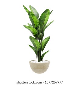 Decorative Banana Plant In Stone Marble Vase Isolated On White Background. 3D Rendering, Illustration.