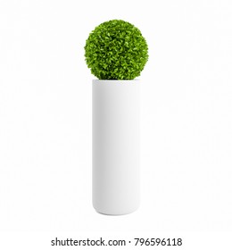 Decorative Boxwood Tree Planted Ceramic Pot Isolated On White Background. 3D Rendering, Illustration.