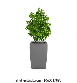 Decorative Boxwood Tree Planted Grey Ceramic Pot Isolated On White Background. 3D Rendering, Illustration.