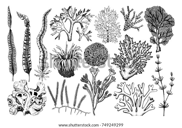 手描きの海草 サンゴ アクシニアイラストの装飾コレクション 白い背景に海草のビンテージセット 水中スケッチ 輪郭 のイラスト素材