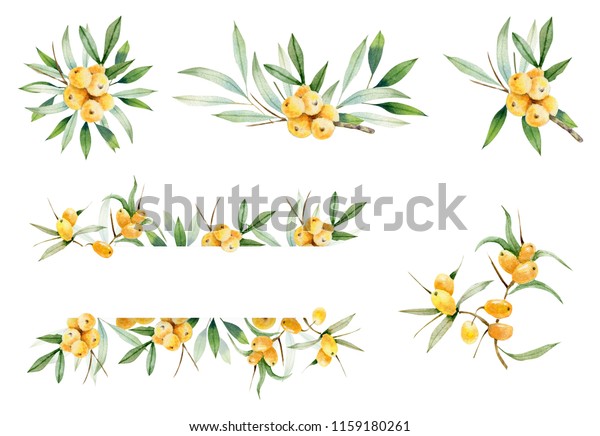 Decorative Compositions Branches Seabuckthorn On White Stock