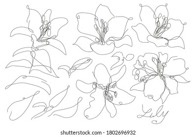 Decorative hand drawn liy flowers set, design elements. Can be used for cards, invitations, banners, posters, print design. Continuous line art style - Powered by Shutterstock