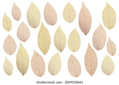 Decorative Leaves Skeleton. Glitter Clip Art Pack On White
