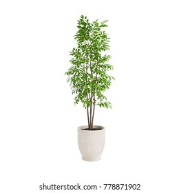 Decorative Plant Planted White Ceramic Pot Isolated On White Background. 3D Rendering, Illustration.