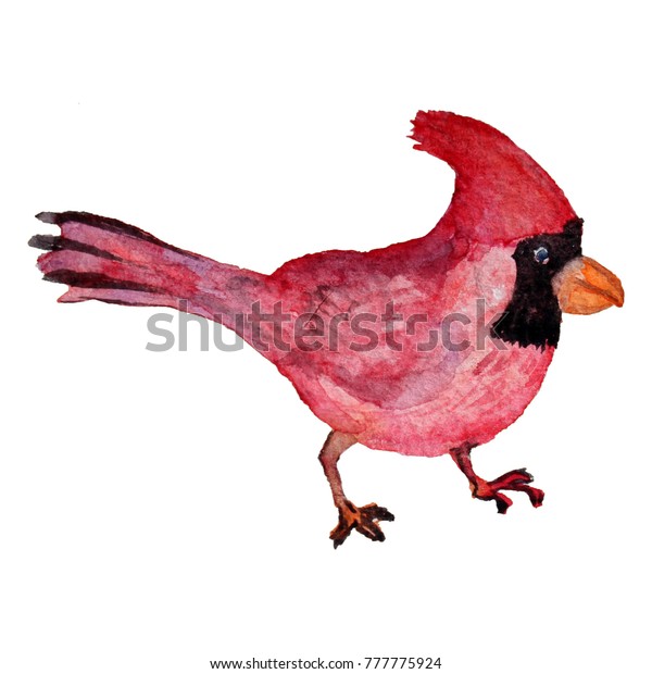 Decorative Watercolor Cardinal Bird Clipart Design Stock Illustration