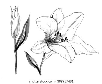 Magnolia Flowers Buds On White Vector Stock Vector (Royalty Free ...