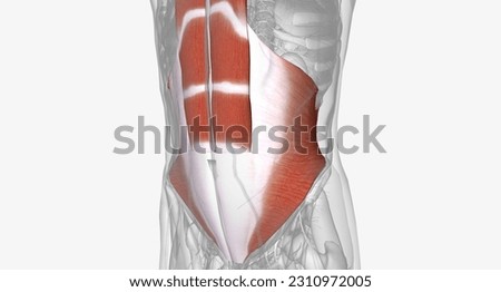 The deep abdominal muscles include the transverse abdominis and the rectus abdominis.3D rendering