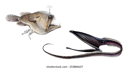  Deep Sea Fish Sea Devils And  Deep-sea Eel-like Fish