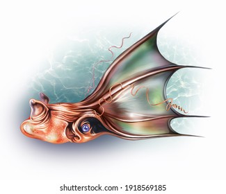 Deep Sea Octopus Vampyroteuthis Infernalis, Realistic Drawing Illustration For The Encyclopedia Of Animals, Inhabitants Of The Seas And Oceans, Isolated Image On A White Background