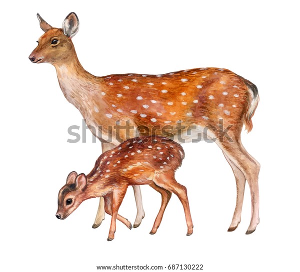 白い背景に鹿の女性と赤ちゃん 子鹿 母性 水の色 イラトス 画像 画像 のイラスト素材