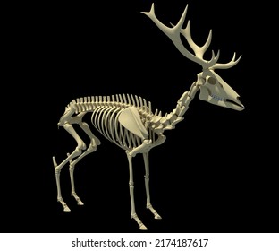 deer skeleton