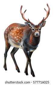 Deer Spotted Realistic Drawing (Cervus Nippon)