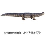 Deinosuchus 3d rendering 3d illustration. Deinosuchus is an extinct genus of alligatoroid crocodilian, lived in Cretaceous period.