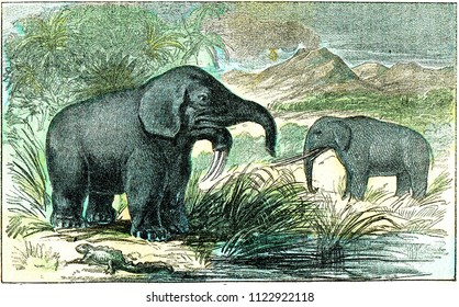 Deinotherium and mastodon of Miocene period, vintage engraved illustration. From Natural Creation and Living Beings.