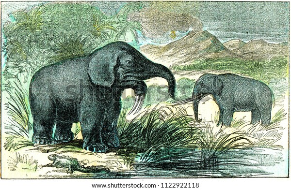 Deinotherium and\
mastodon of Miocene period, vintage engraved illustration. From\
Natural Creation and Living\
Beings.\
