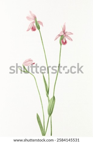 Similar – Image, Stock Photo Delicate stems with pink flowers are reflected in a window pane