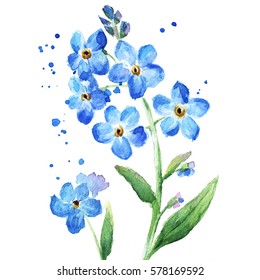 Forget Me Not Watercolor Images Stock Photos Vectors Shutterstock