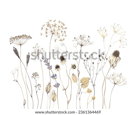 Delicate horizontal pattern with dried wild plants. Watercolor isolated floral illustration for wallpapers, poster, arts or background with beautiful design elements, still life flowers.