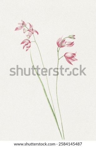 Similar – Image, Stock Photo Delicate stems with pink flowers are reflected in a window pane