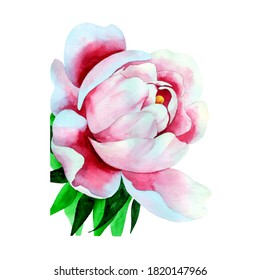 delicate pink peonies in a watercolor cup on a white background