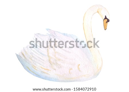 A delicate white swan is a symbol of only love on February 14th. Watercolor hand drawn illustration for Valentine's day